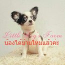 LITTLE DOG'S FARM : น้องได้บ้านใหม่แล้วค่ะ ขนยาว ตัวเล็กๆ มาร์คกิ้งสวย มีคิ้ว ชม...