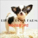 LITTLE DOG'S FARM : จองแล้วค่ะ  สาวน้อยขนยาว ตัวเล็กๆ มาร์คกิ้งสวย คิ้มครีม