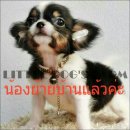 LITTLE DOG'S FARM :ย้ายบ้านแล้วค่ะ สาวน้อย สีแฟนซีขาว-ดำ มีคิ้ว มีแก้ม หน้าแบ๊วๆ...