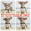 LITTLE DOG'S FARM : ย้ายบ้านแล้วจ้า สาวน้อยตัวจิ๋วๆ ขนสั้น สีเทา สีสวยหวาน มาร์ต...