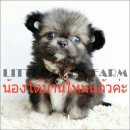 LITTLE DOG'S FARM : ย้ายบ้านแล้วจ้า ขนแน่น ตัวกลมๆ หน้าตาน่ารักมากค่ะ