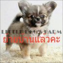 LITTLE DOG'S FARM : ย้ายบ้านแล้วค่ะ ชิวาวาขนยาว สีแฟนซีขาว-น้ำตาล หน้าสวยๆจ้า