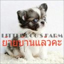 LITTLE DOG'S FARM : ย้ายบ้านแล้วค่ะ ชิวาวาขนยาว สีแฟนซีขาว-น้ำตาล น่าสั้นสวยหวาน...