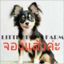 LITTLE DOG'S FARM : จองแล้วค่ะ ชิวาวาสาวขนยาว สีแบลคแทน อายุ10เดือน เหมาะเป็นแม่...