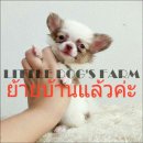 LITTLE DOG'S FARM : ย้ายบ้านแล้วค่ะ สาวน้อยชิวาวาขนยาว ตัวเล็กๆ สีแฟนซีขาว-น้ำตา...