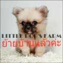 LITTLE DOG'S FARM : ย้ายบ้านแล้วค่ะ ชิวาวาเพศผู้ ตัวเล็กๆ ขนยาวสีน้ำตาลอ่อน หน้า...