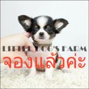 LITTLE DOG'S FARM : จองแล้วค่ะ สาวน้อยชิวาวาขนยาว ตัวเล็กๆ มีคิ้วมีแก้ม น่ารักๆจ...