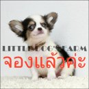 LITTLE DOG'S FARM : จองแล้วค่ะ หนุ่มน้อยชิวาวาขนยาวสีแฟนซีขาว-ดำ คิ้วแก้มใหญ่ๆ น...