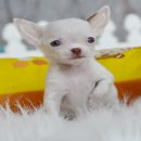 ★ WWW.WOWWCHIHUAHUA.COM★" น้องแต้มฝัน ชิวาวา เพศเมีย ขนสั้น สีขาวน้ำตาล 950...