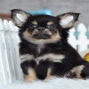 WWW.WOWWCHIHUAHUA.COM." "น้องฟองดูว์"ชิวาวา เพศเมีย ขนยาว สีแบลคแ...