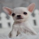 ★ WWW.WOWWCHIHUAHUA.COM★ ชิวาวาขนสั้น สีขาวหัวเหม่งๆ 9500