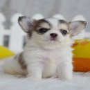 ★^-^*★ WWW.WOWWCHIHUAHUA.COM★^-^*★." ชิวาวาเพศผู้ขนยาวสีขาวน้ำตาล 9500