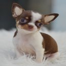 ★^-^*★ WWW.WOWWCHIHUAHUA.COM★^-^*★." "น้องมะนาว"ชิวาวาเพศเมีย ขนส...