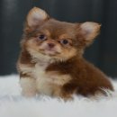 ★^-^*★ WWW.WOWWCHIHUAHUA.COM★^-^*★.""น้องฮาวาย" เพศผู้ขนยาว สีชอค...