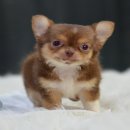 ★^-^*★ WWW.WOWWCHIHUAHUA.COM★^-^*★." น้องฮาเลย์" ชิวาวาเพศผู้ ขนยาวสีช...