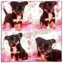 ★^-^*★ WWW.WOWWCHIHUAHUA.COM★^-^*★." น้องวุ้นเส้น"สาวน้อยขนยาว สีแบลคแ...