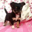 ★^-^*★ WWW.WOWWCHIHUAHUA.COM★^-^*★ชิวาวาสีแบลคแทนเพศเมียหน้าสั้นสวย น่ารักมาก 