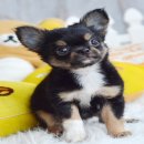 ★^-^*★ WWW.WOWWCHIHUAHUA.COM★^-^*★." น้องวุ้นเส้น" เพศเมียขนยาว สีแบลค...