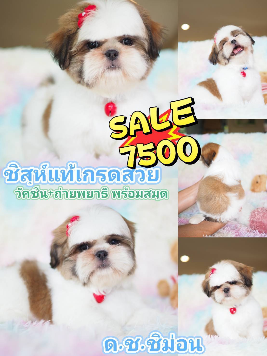 กิ๊ฟซ่า พร้อมวัคซีน