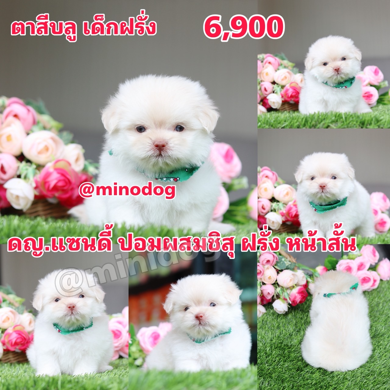 ชิสุผสมปอม