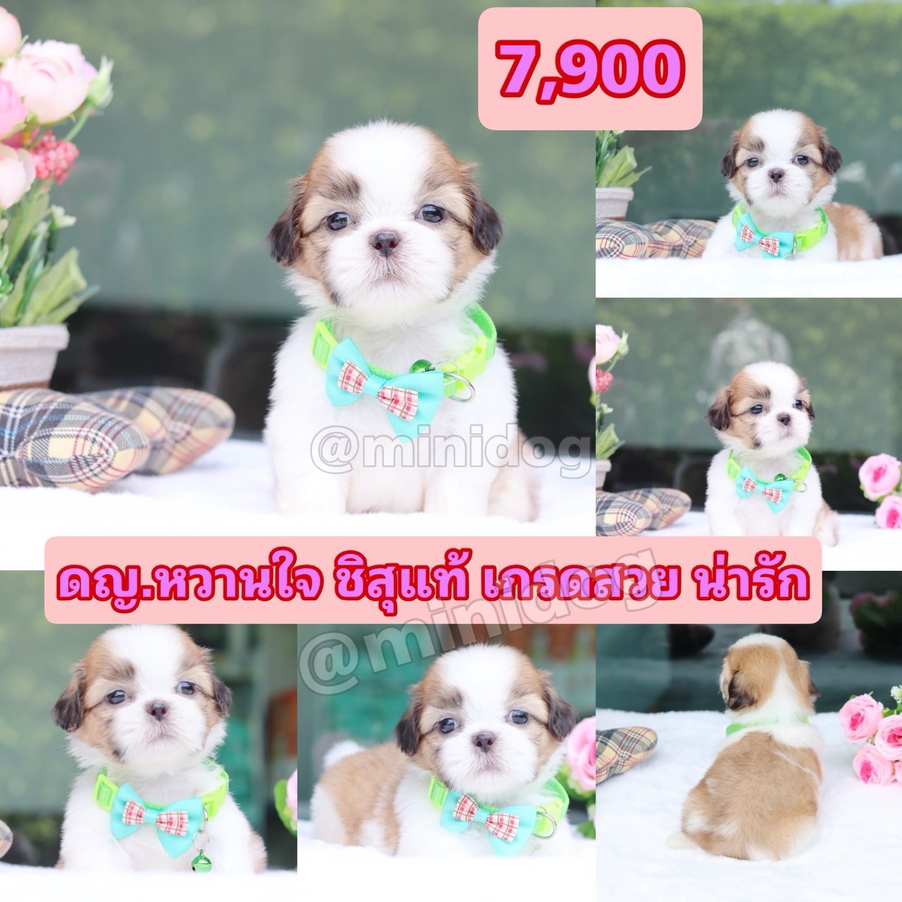 ชิสุแท้เกรดสวย