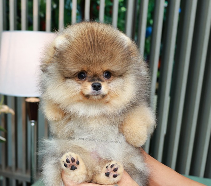 ปอมหน้าหมี ปอมแท้ ปอมเมอเรเนียน HRM-68393 เพศชาย สีส้ม อายุ 2 เดือน ตัวเล็ก ขาสั...