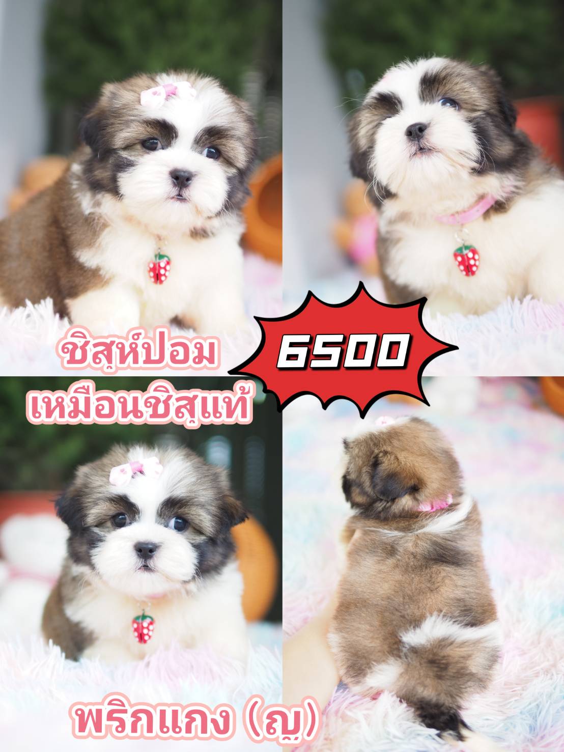 กิ๊ฟซ่ามาแล้ว