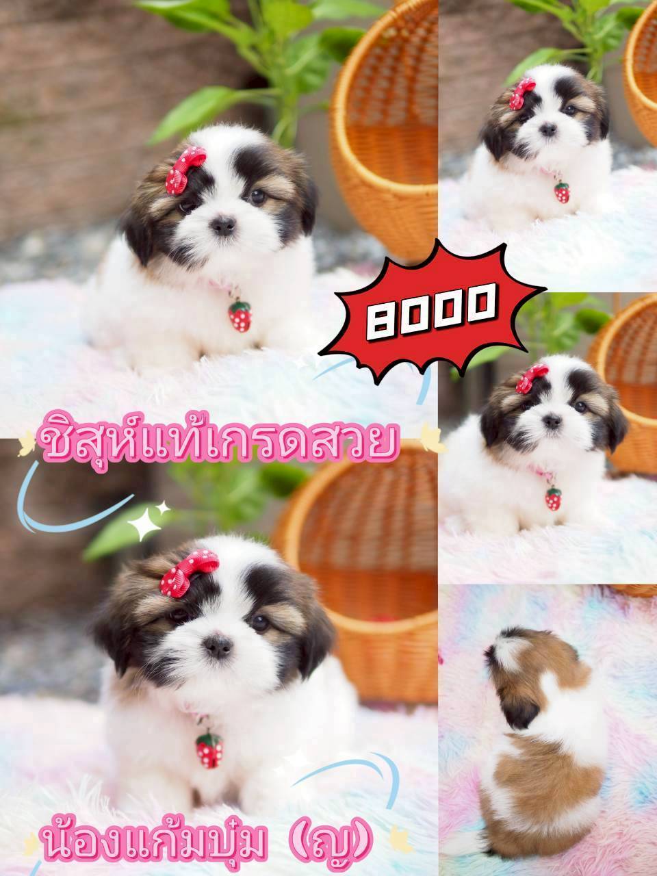 กิ๊ฟซ่า มาแล้ว