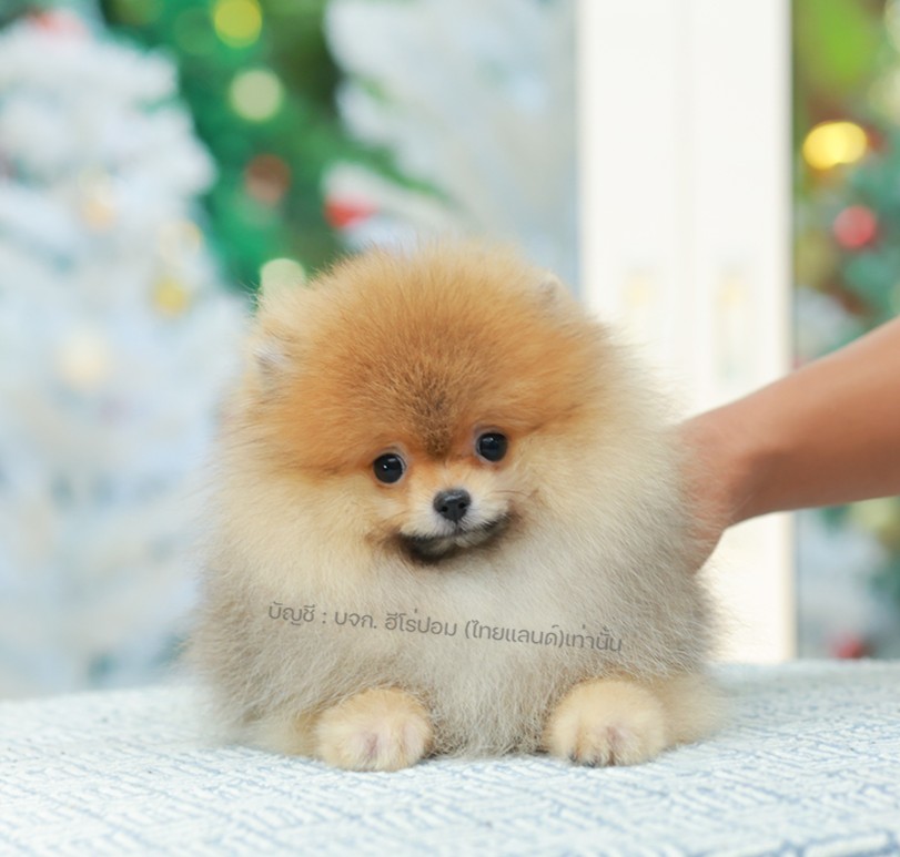 ปอมแท้ ปอมหน้าหมี HRM-10789 เพศชาย สีส้ม ตัวจิ๋วตัวเล็ก แก้มอ้วน น่าฟัดมาก ๆ ตอน...