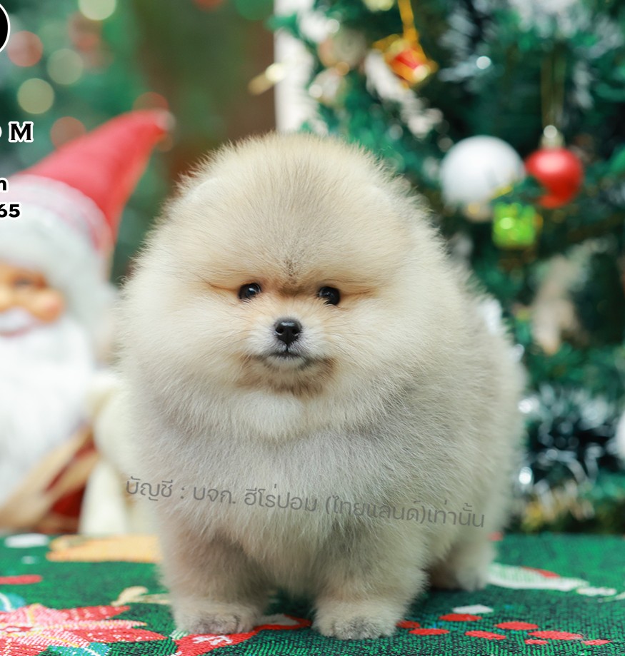 ปอมแท้ ปอมหน้าหมี HRF-10988 เพศหญิง สีส้ม ตัวจิ๋วตัวเล็ก แก้มอ้วน น่าฟัดมาก ๆ ตอ...