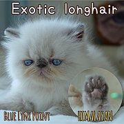 ลูกแมวหิมาลายัน เด็กผู้หญิง ตาสีฟ้า พ้อยครบแต้มสวยทุกจุด Exotic Longhair (colour...