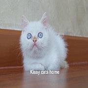 ลูกแมว Exotic sh (ขนสั้น) หิมาลายัน ตาสีฟ้า เพศชาย