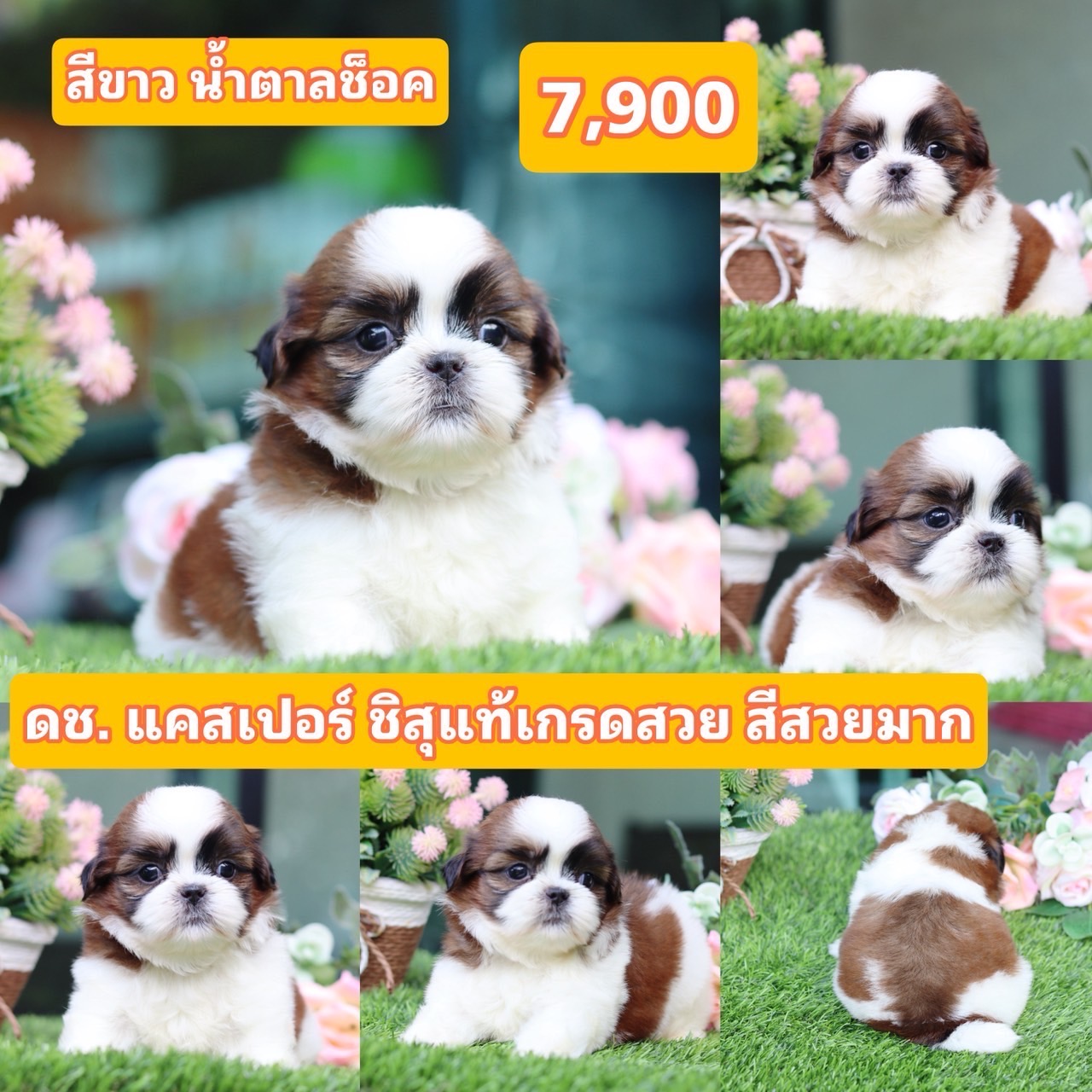 ชิสุแท้เกรดสวย