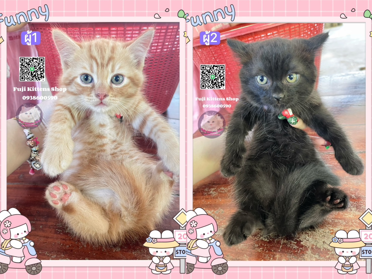 ลูกแมวเปอร์เซียผสม