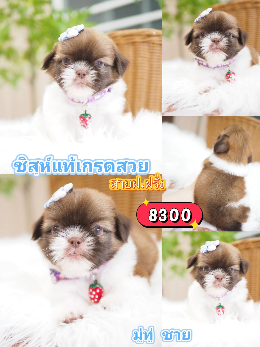 Shihtzu