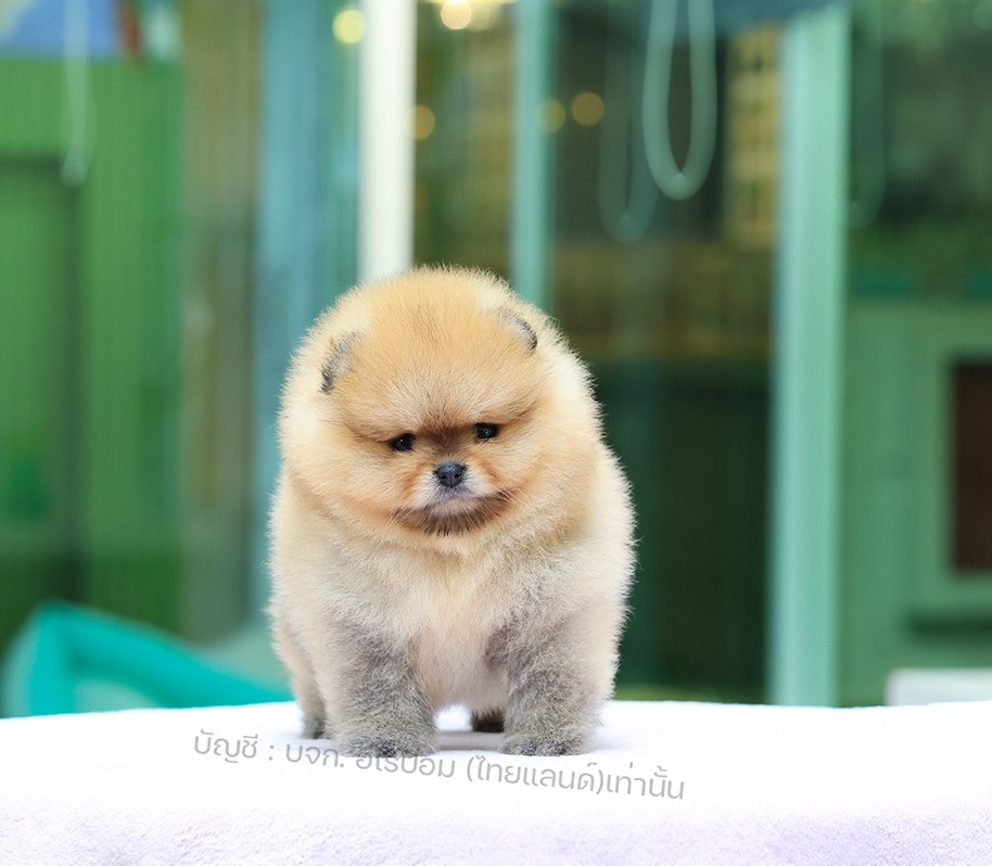 ปอมแท้ ปอมหน้าสั้น HRF-10850 เพศญิง สีส้ม น่ารักมาก ๆ ถ่ายรูปแล้วขึ้นกล้องสุด ๆ...