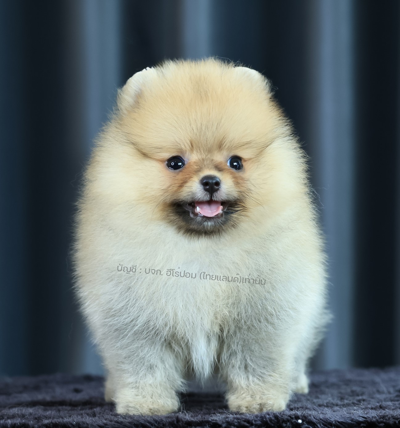 ปอมแท้ ปอมเมอเรเนียน HRF-68105 เพศหญิง สีส้ม อายุ 2 เดือน หน้าตาน่ารัก ขาสั้น ขน...