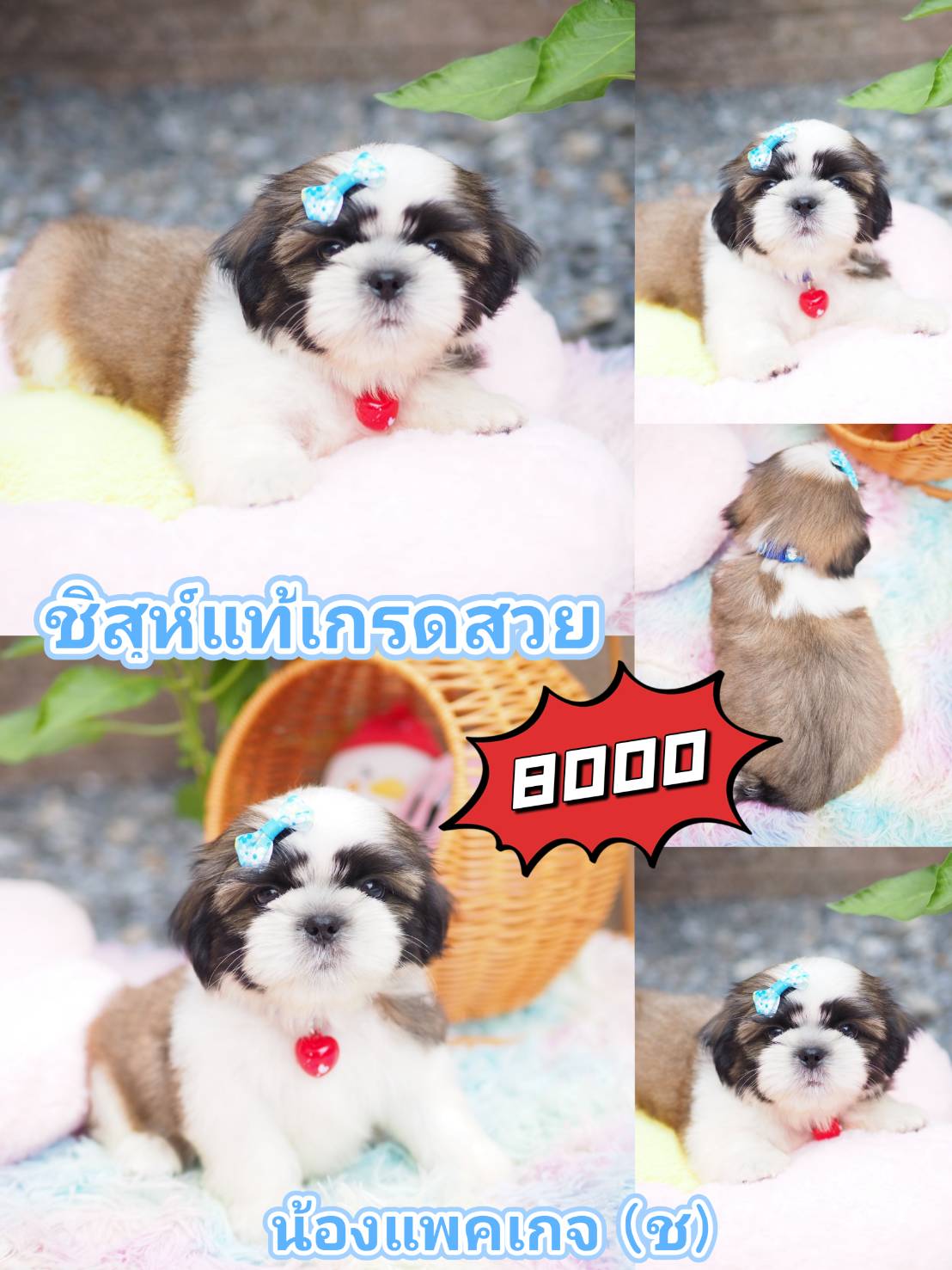 กิ๊ฟซ่า ชิสุ  ลดได้จ้า