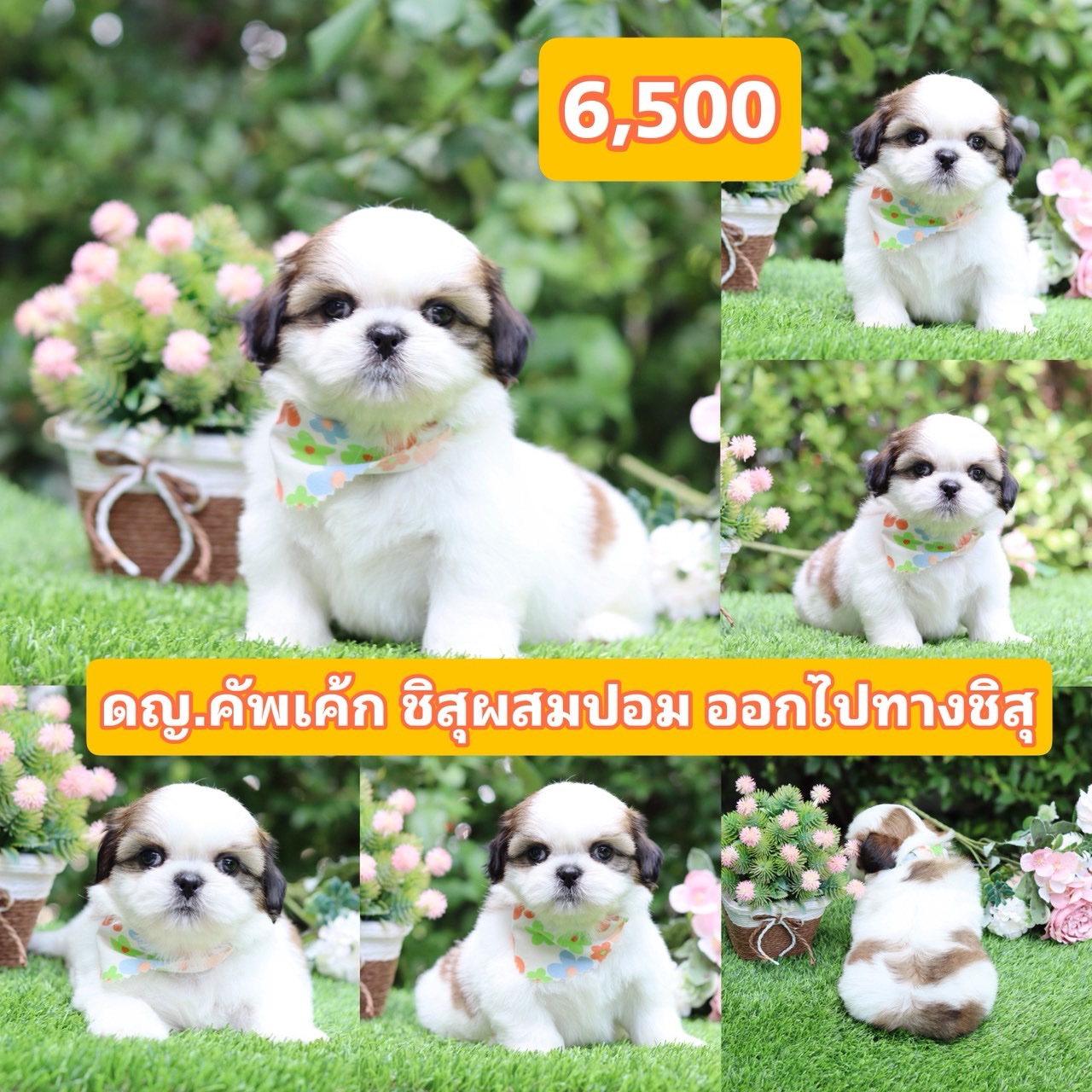 ชิสุผสมปอม
