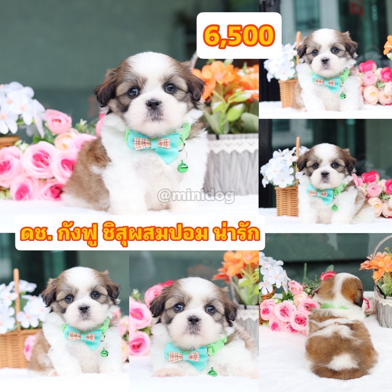 ชิสุผสมปอม 6500