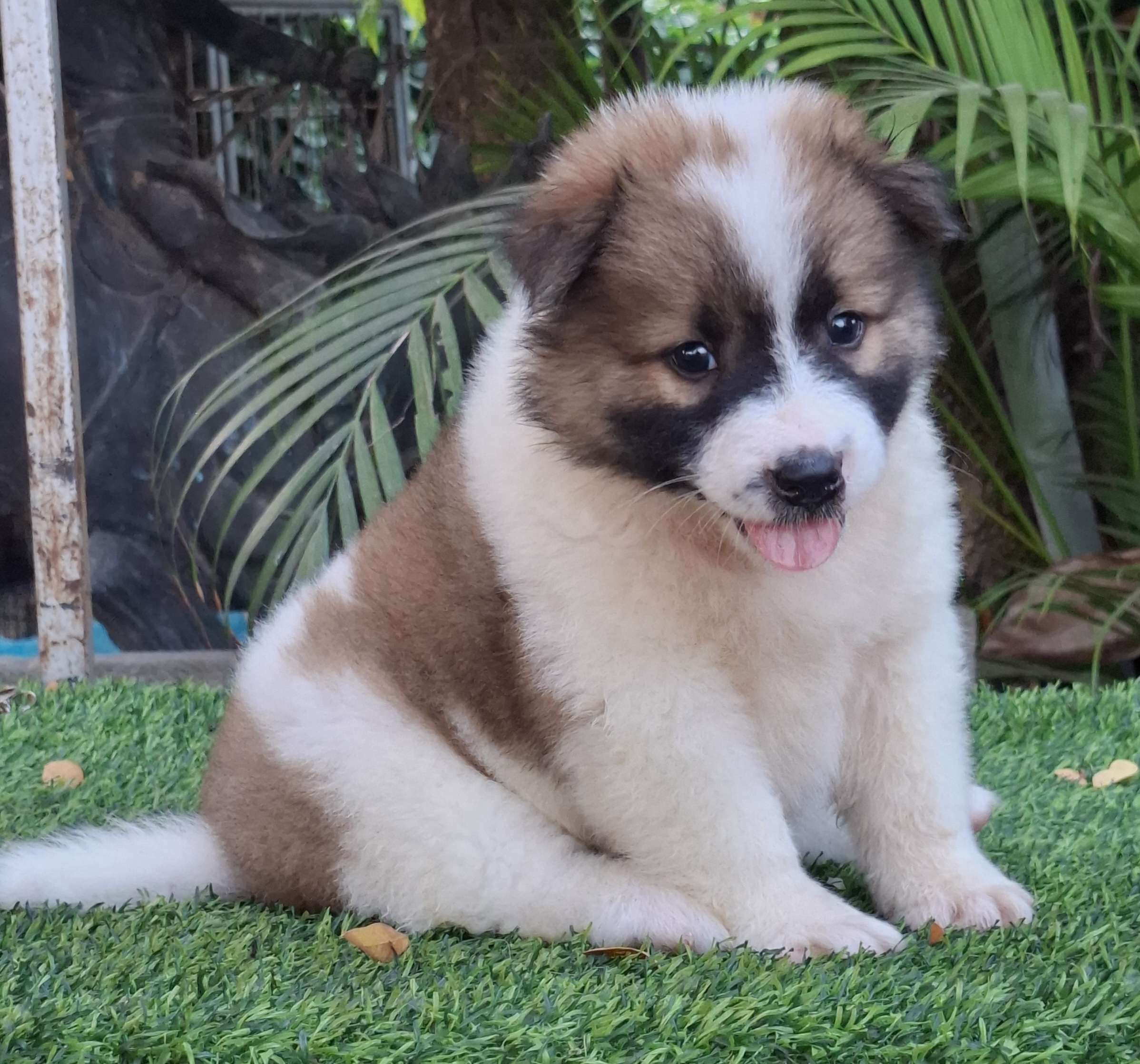 หาบ้านให้ลูกชายสีขาวน้ำตาลสายประกวด โครงสร้างใหญ่สายเลือดแชมป์ คอกมิตรแท้บางแก้ว...