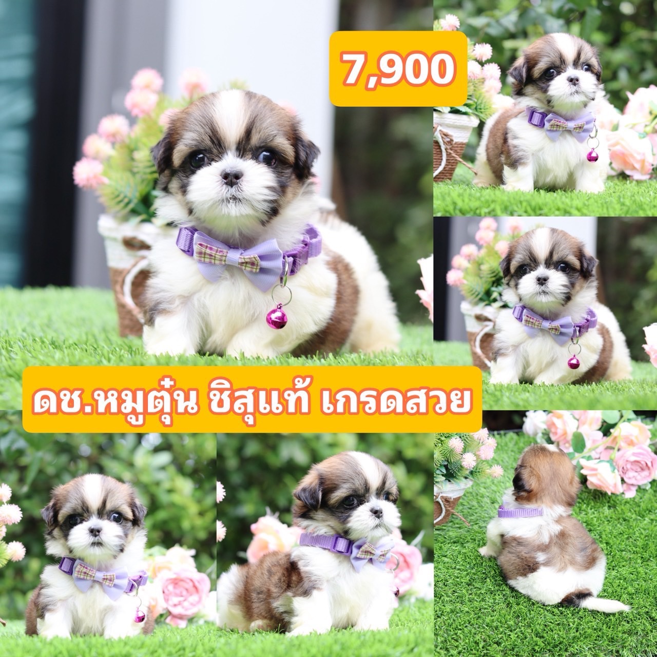 ชิสุแท้เกรดสวย