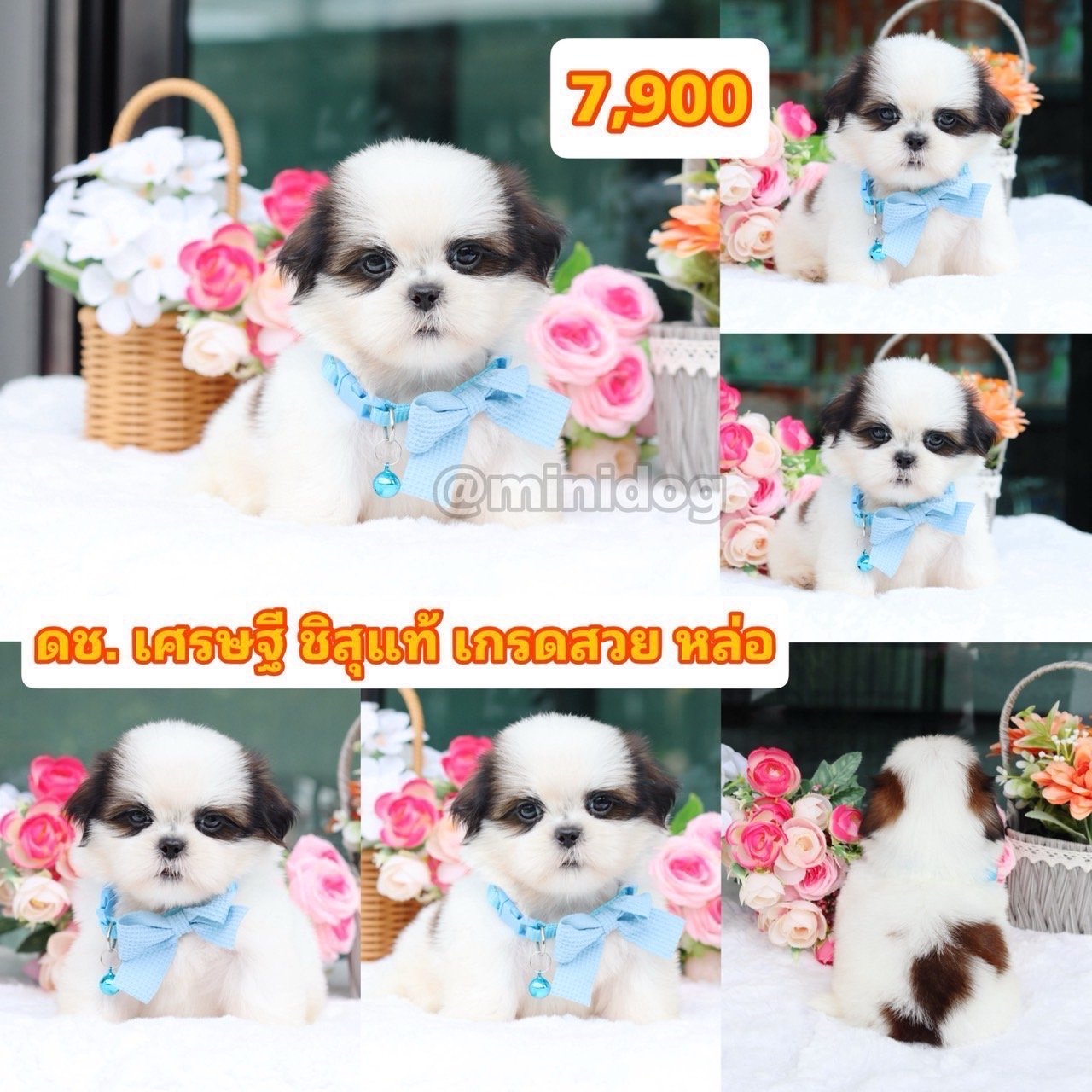 ชิสุแท้เกรดสวย