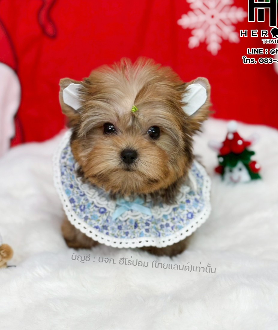 ยอร์คเชียร์ เทอร์เรีย HYM-10528 เพศชาย สีบราว ขนแน่น สายเลือดดี เกรดคุณภาพ หน้าห...