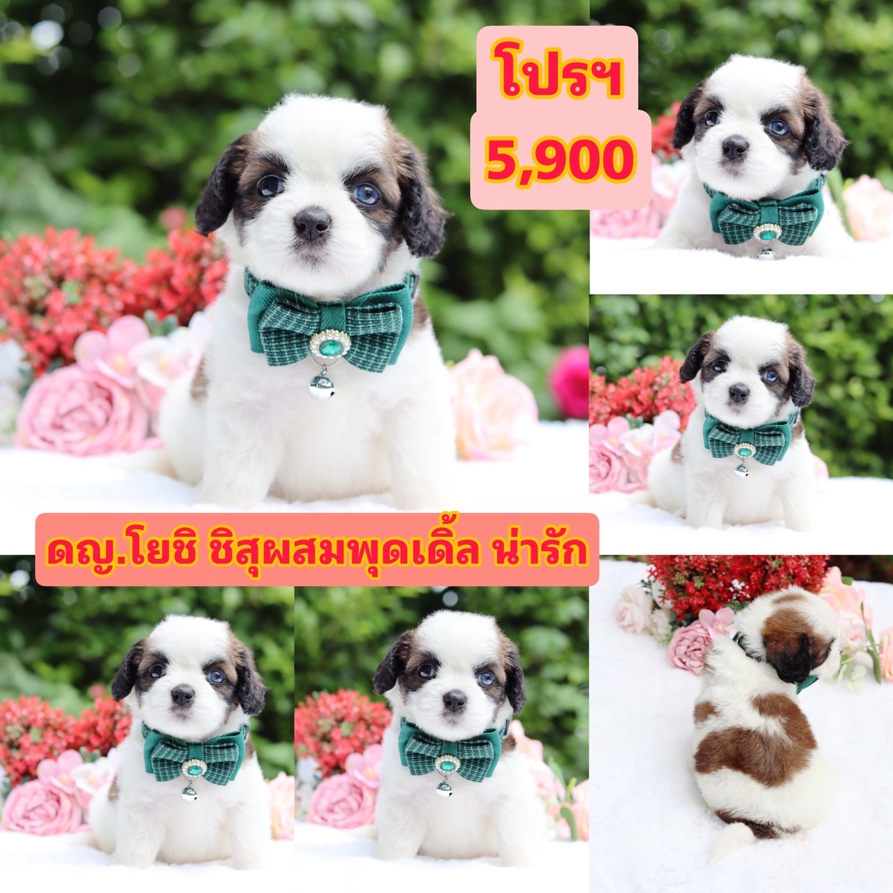 ชิสุพุดเดิ้ล