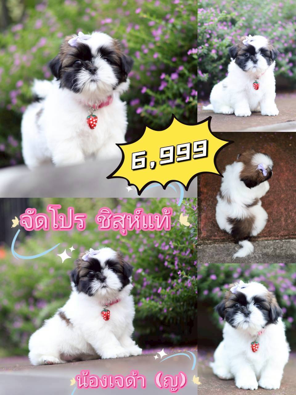 กิ๊ฟซ่าชิสุห์