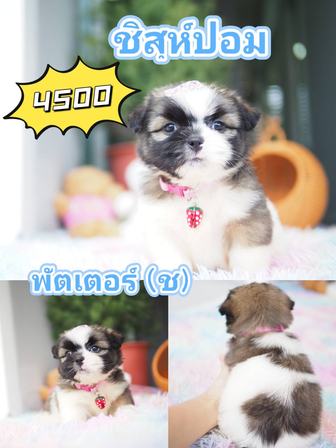 กิ๊ฟซ่ามาแล้ว