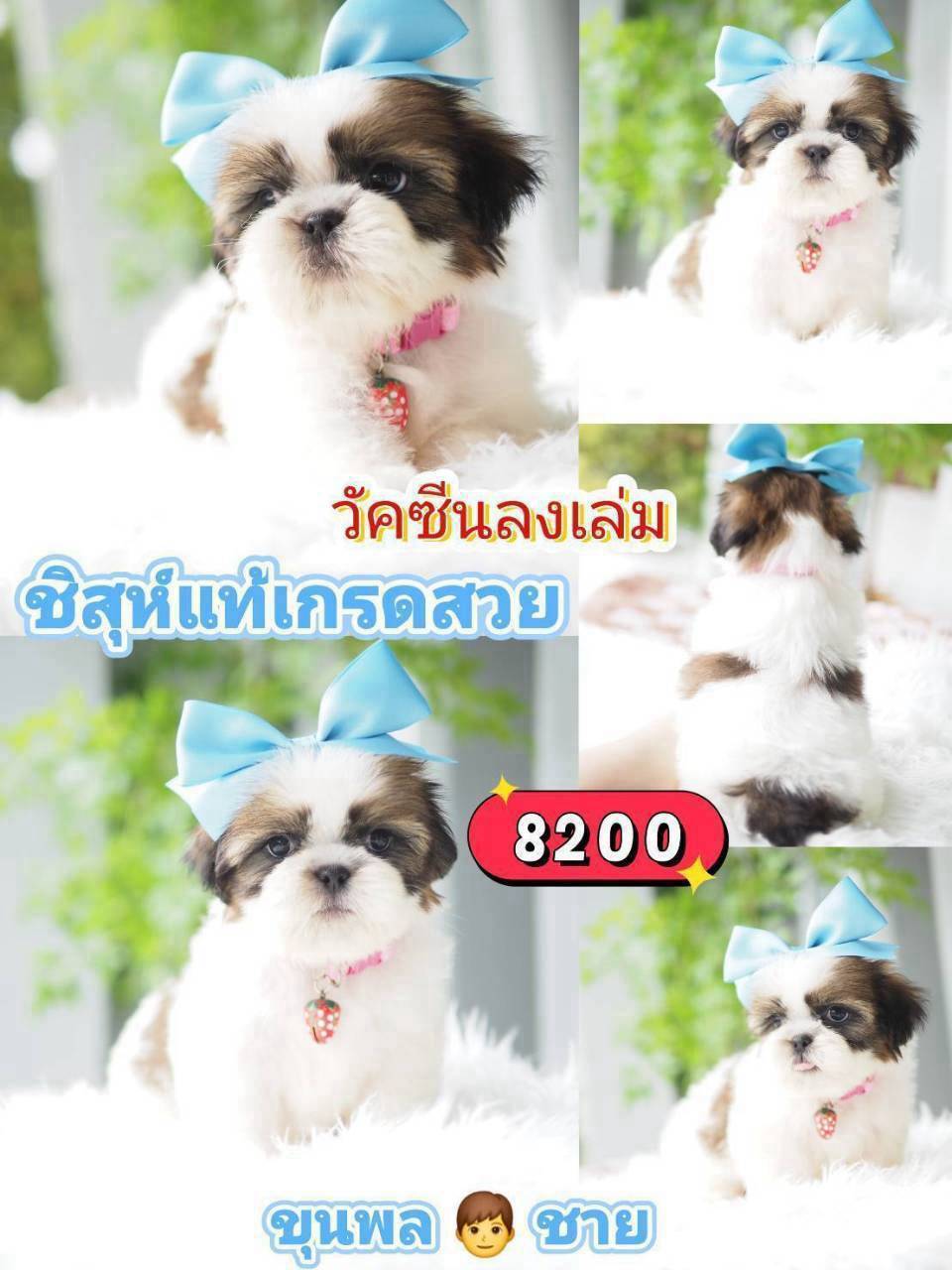 กิ๊ฟซ่า