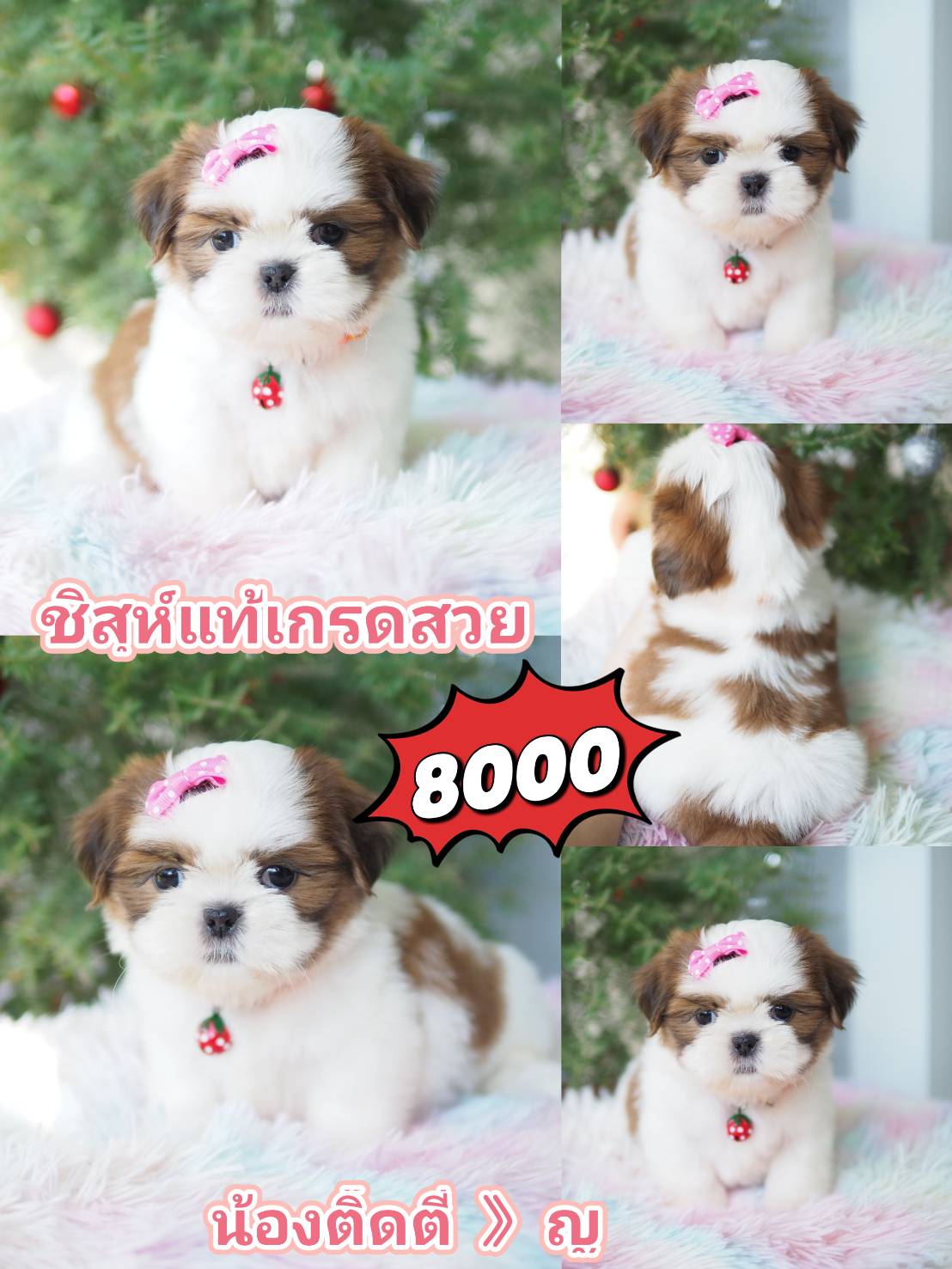 กิ๊ฟซ่า