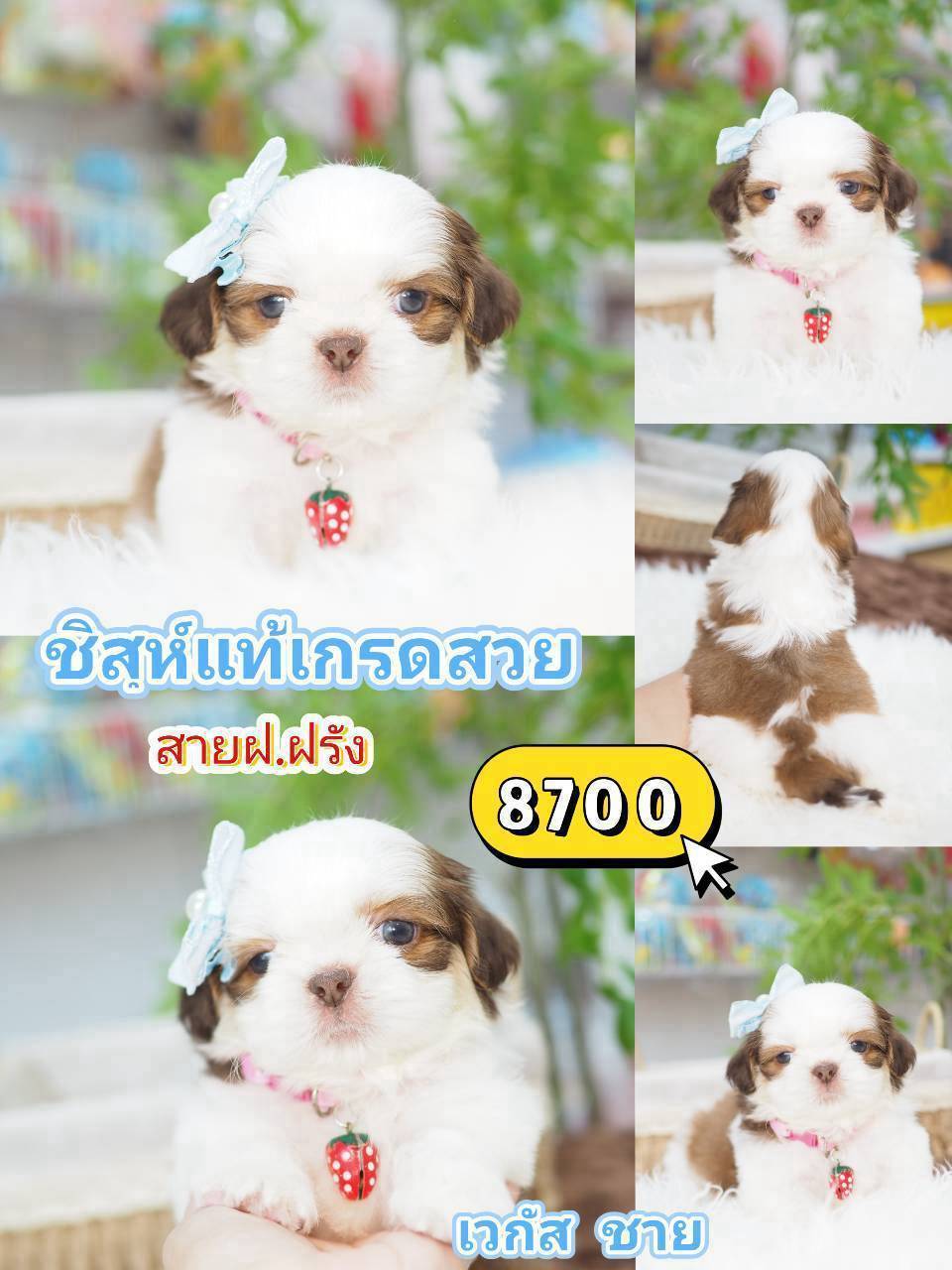 ชิสุแท้